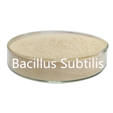 Bacillus subtilis agua soluble 500CFU/g para aditivo de alimentación